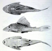 Bild 3: Cochliodon paucipunctatus sp. n., MZUSP 82271, holotype (177.1 mm SL)