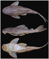 рис. 3: Hypostomus perdido, holotype, MZUSP 111064, 159.1 mm SL, Brazil, Mato Grosso do Sul State, Bodoquena, rio Paraguai basin, rio Perdido.