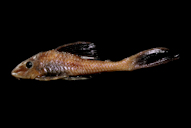 Hypostomus plecostomoides (LDA 38)
