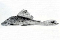 Hypostomus waiampi sp. n. MZUSP 82269, holotype (169.3 mm SL)