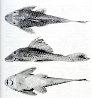 Bild 3: Cochliodon waiampi sp. n. MZUSP 82269, holotype (169.3 mm SL)