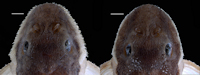 рис. 4: Hypertrophied odontodes on the lateral margins of head in Corumbataia acanthodela, paratypes, male (left), NUP 22694 and female (right), LBP 19095. Scale bars = 1 mm