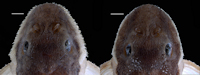 Pic. 4: Hypertrophied odontodes on the lateral margins of head in Corumbataia acanthodela, paratypes, male (left), NUP 22694 and female (right), LBP 19095. Scale bars = 1 mm