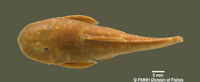 Bild 3: Corymbophanes andersoni, FMNH 52675, Holotype, Aruataima Falls, Upper Potaro River, Guyana