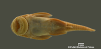 Bild 4: Corymbophanes andersoni, FMNH 52675, Holotype, Aruataima Falls, Upper Potaro River, Guyana