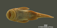 foto 4: Corymbophanes andersoni, FMNH 52675, Holotype, Aruataima Falls, Upper Potaro River, Guyana