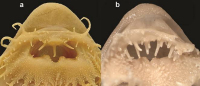 Pic. 4: Detail of buccal ornamentation. a. Pseudohemiodon unillano, paratype, MBUCV-V-20148, 166.9 mm SL; b. Crossoloricaria venezuelae, MBUCV-V-2175, 57.8 mm SL