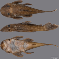 Bild 3: Cryptancistrus similis.

MZUSP 117150, holotype, 61.7 mm SL; Brazil: Sipaliwini/Parú Savannah in Trio Amerindian territory at the Suriname-Brazil border, tributary of Parú de Oeste River.
