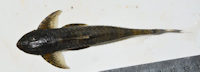 рис. 4: Cteniloricaria platystoma