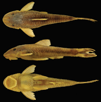 Bild 3: Curculionichthys coxipone, MZUSP 117380, holotype, female, 29.0 mm SL, from Mato Grosso State, municipality of Cuiabá, tributary of Rio Aricá Mirim, Rio Cuiabá drainage, 15°46