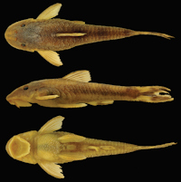 рис. 3: Curculionichthys coxipone, MZUSP 117380, holotype, female, 29.0 mm SL, from Mato Grosso State, municipality of Cuiabá, tributary of Rio Aricá Mirim, Rio Cuiabá drainage, 15°46