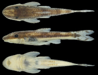 Pic. 3: Curculionichthys itaim, MZUSP 123011, holotype, 22.3 mm SL, state of Pará, municipality of Itaituba, Igarapé 
Nambuaí, rio Tapajós basin