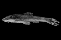 Curculionichthys luteofrenatus, MZUSP 62593, 28,3 mm SL, Holotype