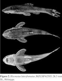 Bild 3: Curculionichthys luteofrenatusmm SL, Holotype