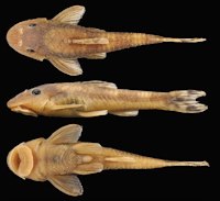 рис. 3: Curculionichthys paresi, holotype, MZUSP 115062, female, 26.2 mm SL, riacho Águas Claras, affluent rio Sepotuba, rio Paraguay basin, municipality of Santo Afonso, Mato Grosso State oliveirai, holotype, MZUSP 115061, female, 26.4 mm SL, from ribeirão 