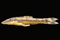 Curculionichthys paresi, holotype, MZUSP 115062, female, 26.2 mm SL, riacho Águas Claras, affluent rio Sepotuba, rio Paraguay basin, municipality of Santo Afonso, Mato Grosso State