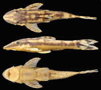 Bild 3: Curculionichthys paresi, holotype, MZUSP 115062, female, 26.2 mm SL, riacho Águas Claras, affluent rio Sepotuba, rio Paraguay basin, municipality of Santo Afonso, Mato Grosso State