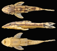 рис. 3: Curculionichthys paresi, holotype, MZUSP 115062, female, 26.2 mm SL, riacho Águas Claras, affluent rio Sepotuba, rio Paraguay basin, municipality of Santo Afonso, Mato Grosso State