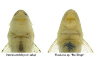 Pic. 5: Curculionichtys cf. sabaji vs. Hisonotus sp. "Rio Xingu"