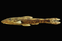Curculionichthys sabaji, MZUSP 117379, holotype, female, 23.3 mm SL, from Pará State, municipality of Altamira, Rio 13 de Maio, Rio Xingu basin, 08°43