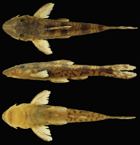 Bild 3: Curculionichthys sabaji, MZUSP 117379, holotype, female, 23.3 mm SL, from Pará State, municipality of Altamira, Rio 13 de Maio, Rio Xingu basin, 08°43