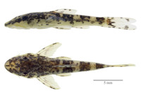 рис. 4: Curculionichthys sabaji, Rio Xingú