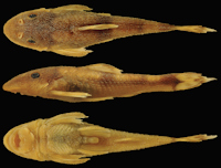 рис. 3: Curculionichthys coxipone, MZUSP 117380, holotype, female, 29.0 mm SL, from Mato Grosso State, municipality of Cuiabá, tributary of Rio Aricá Mirim, Rio Cuiabá drainage, 15°46