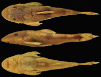 foto 3: Curculionichthys coxipone, MZUSP 117380, holotype, female, 29.0 mm SL, from Mato Grosso State, municipality of Cuiabá, tributary of Rio Aricá Mirim, Rio Cuiabá drainage, 15°46