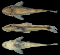 рис. 3: Curculionichthys tukana, MZUSP 123010, 23.4 mm SL, holotype, Brazil, state of Maranhão, municipality of Estreito, ribeirão Bofe, rio Tocantins basin.