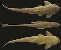 рис. 3: Holotype of Dasyloricaria paucisquama , MPUJ 6019, 203.2 mm SL, Colombia, Caldas Department, La Dorada, La Española farm at Zona El Gigante, río Purrio, río Magdalena basin, 5°21