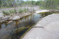 Pic. 9: Habitat von Dekeyseria scaphirhyncha, ein Zufluss zum Rio Atabapo in Kolumbien