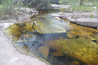 Pic. 10: Habitat von Dekeyseria scaphirhyncha, ein Zufluss zum Rio Atabapo in Kolumbien