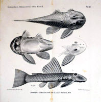 рис. 3: Delturus angulicauda