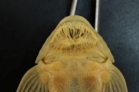 Bild 46: Dentectus barbarmatus