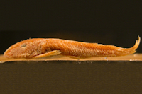 Pseudancistrus carnegiei = Dolichancistrus carnegiei, Paratype, lateral