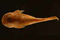рис. 3: Pseudancistrus carnegiei = Dolichancistrus carnegiei, Paratype, dorsal