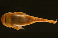 Pic. 4: Pseudancistrus carnegiei = Dolichancistrus carnegiei, Paratype, ventral