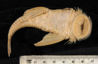 рис. 3: Dolichancistrus setosus/Cordylancistrus setosus (L 225)