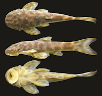 Bild 3: Eurycheilichthys apocremnus, new species, holotype, MCP 40660, 47.0 mm SL, male, Brazil, Rio Grande do Sul, Barros Cassal, creek tributary to rio Fão.