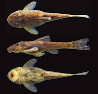 Bild 3: Eurycheilichthys coryphaenus, new species, holotype, MCP 40665, 46.7 mm SL, female, Brazil, Rio Grande do Sul, Tainhas, arroio Contendas.