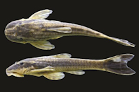 Eurycheilichthys limulus, MCP 41143, 44.6 mm SL, male, Brazil, Rio Grande do Sul, Julio de Castilhos, arroio Passo dos Buracos.