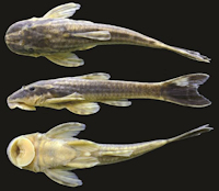 Bild 3: Eurycheilichthys limulus, MCP 41143, 44.6 mm SL, male, Brazil, Rio Grande do Sul, Julio de Castilhos, arroio Passo dos Buracos.