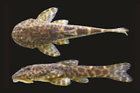 Eurycheilichthys luisae, new species, holotype, MCP 40662, 42.5 mm SL, male, Brazil, Rio Grande do Sul, Arvorezinha, arroio Três Pontes.