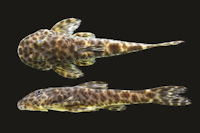 Eurycheilichthys pantherinus, MCP 22373, 46.3 mm SL, male, Brazil, Rio Grande do Sul, São José dos Ausentes, rio Silveira at Silveira