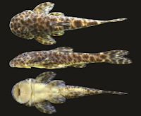 Bild 3: Eurycheilichthys pantherinus, MCP 22373, 46.3 mm SL, male, Brazil, Rio Grande do Sul, São José dos Ausentes, rio Silveira at Silveira