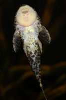 Bild 5: Eurycheilichthys pantherinus