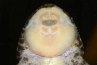 Bild 48: Eurycheilichthys pantherinus