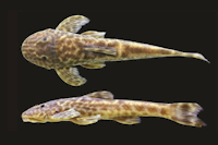 Bild 2: Eurycheilichthys paucidens, new species, holotype, MCP 40661, 61.8 mm SL, female, Brazil, Rio Grande do Sul, Muitos Capões, arroio Tavoqua.