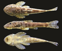рис. 3: Eurycheilichthys vacariensis, new species, holotype, MCP 40659, 47.6 mm SL, male, Brazil, Rio Grande do Sul, Muitos Capões, arroio Espeto or rio Soares.