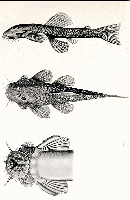 Pic. 3: Exastilithoxus fimbriatus, Holotype